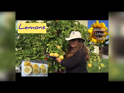 Video: How To Choose The Right Lemon