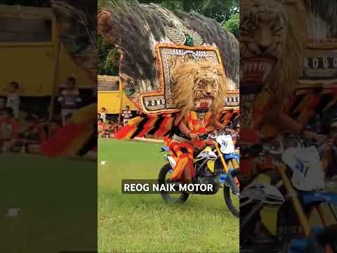 REOG NAIK MOTOR