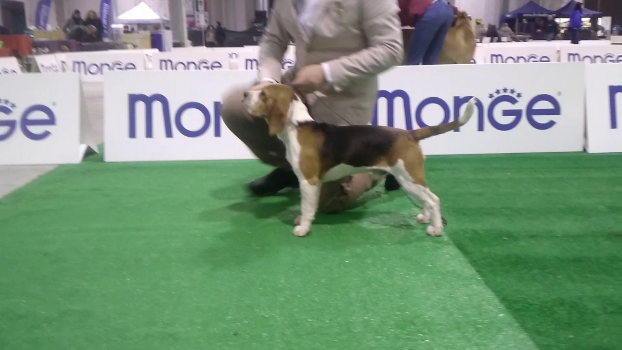 Allevamento Beagle Isola Ios Pasquale La Marca Cani Cuccioli