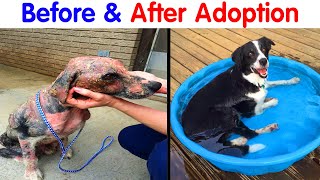 Pictures Of Dogs’ BeforeAndAfter Transformations Post Adoption To Melt Your Heart (NEW PICS)