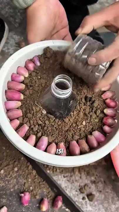 Planting Onions is Very Simple #agriculture #gardening #vegetables #smarttips #fyi #reels