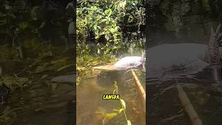 BUAYA DI DEPAN MATA… DI MULUTNYA ADA ULAR GEDE 🔥😱 #shorts #fishing #rickyrawa
