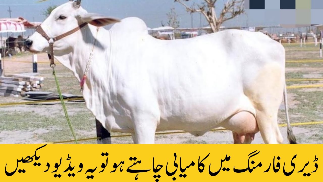 Cow Management Tips 2024 | How to care for dairy cows | Management of ...
