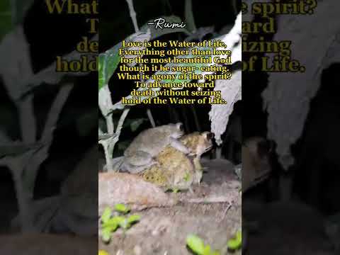 Rumi - Rise Up (Life Changing Poem) | Jalaluddin Rumi