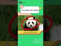Do #pandas fear falling? Watch our video.#Sichuan