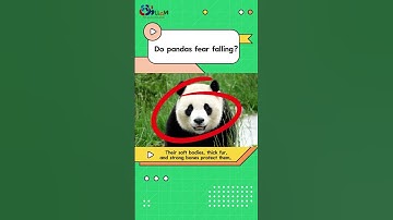 Do #pandas fear falling? Watch our video.#Sichuan