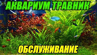 Аквариум травник без СО2 Обслуживание аквариума с живыми растениями!