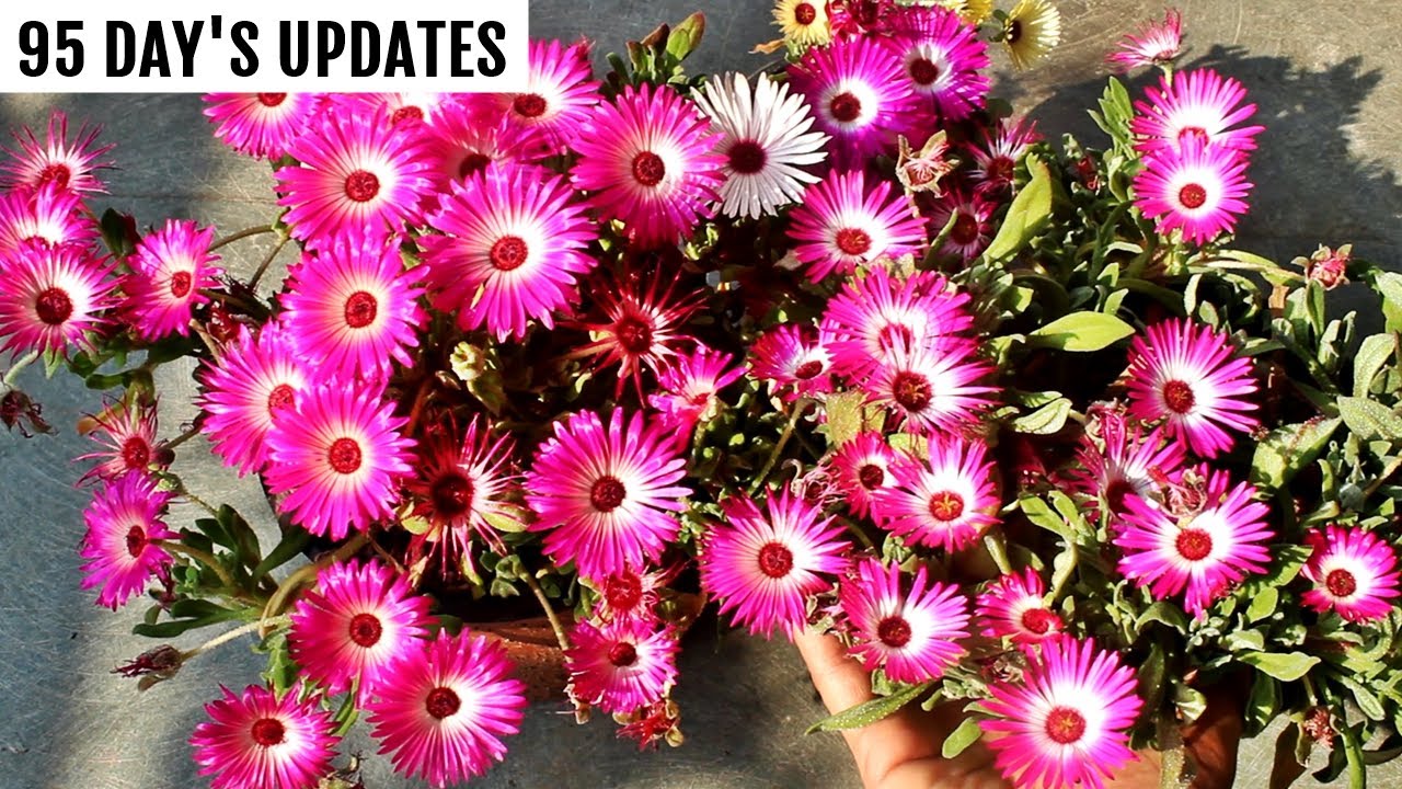 How to GROW ICE Plant/Mesembryanthemum From Seeds SUCCESSFULLY [95 Days
