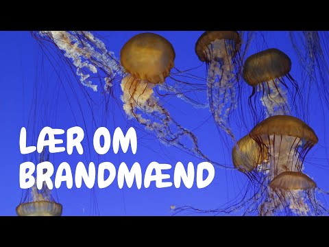 Video: Hvad Skal Jeg Gøre, Hvis Et Barn Bliver Brændt?