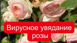 РОЗЫ.  ВИРУСНОЕ УВЯДАНИЕ РОЗЫ. 18.06.2023 г