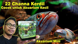 22 JENIS CHANNA KERDIL UKURAN 8 CM - 30 CM (Dwarf Sampai Medium)