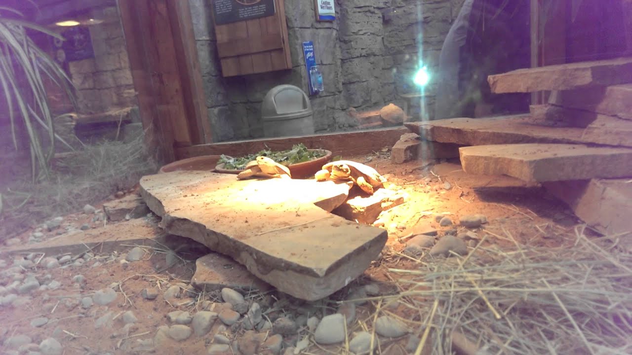 baby turtle eating veggies 3 YouTube