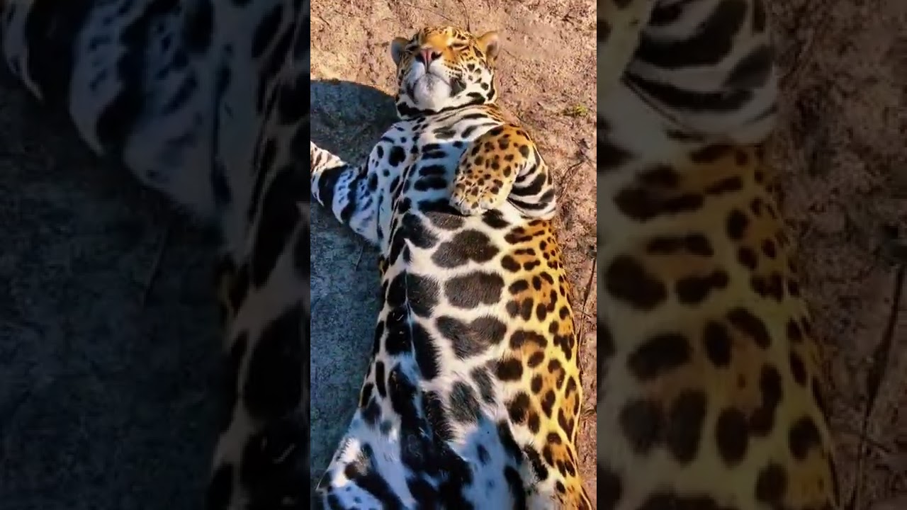 Petting a jaguar