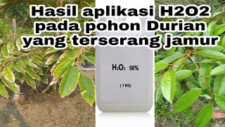 Manfaat hidrogen peroksida ( h2o2 ) bagi tanaman. senyawa dengan nama
kimia memiliki fungsi sebagai pengoksidasi zat (oksidator). secara
simpel, hidroge...