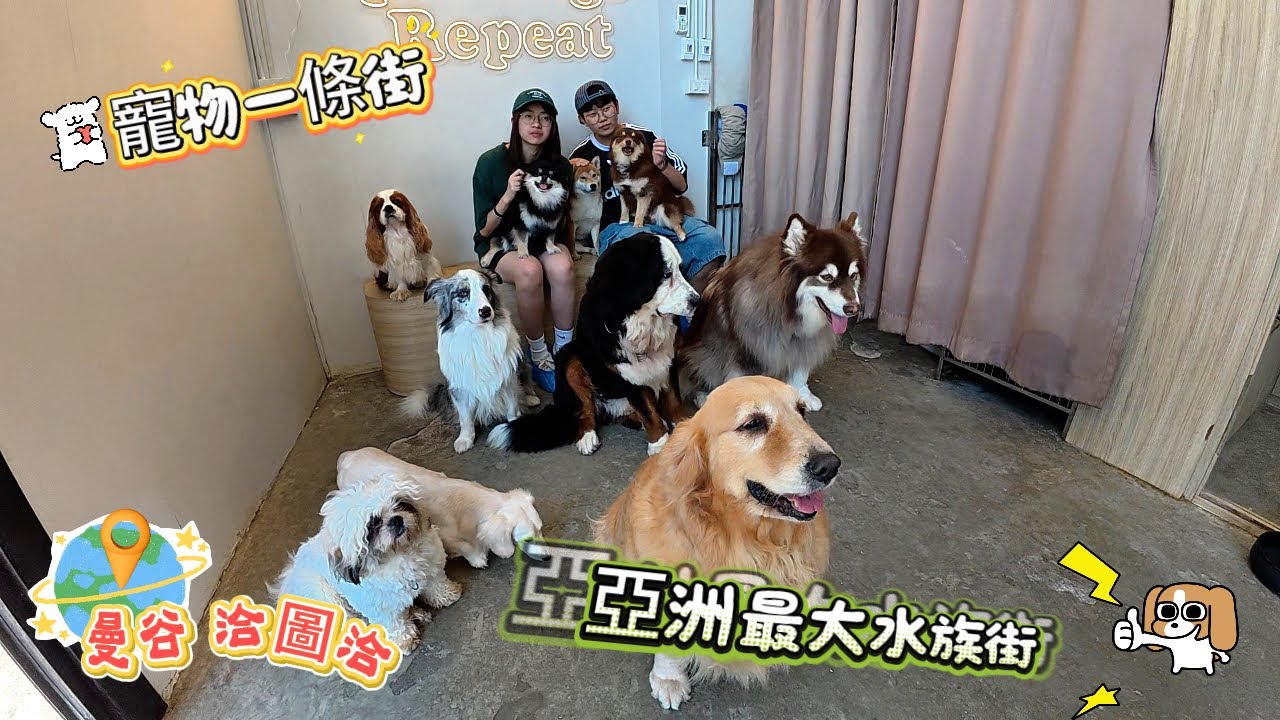 逛亞洲第一大觀賞魚水族相關一條街 洽圖洽水族街 各種魚類寵物稀有動物應有盡有