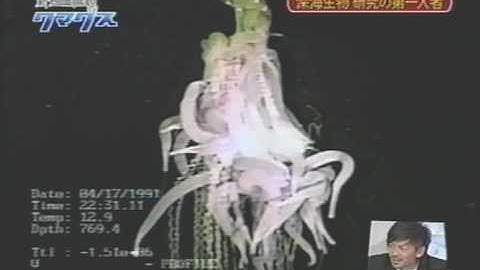 Siphonophore