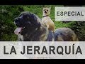 ESPECIAL Cómo ser un BUEN LÍDER para su Perro - LA JERARQUÍA (aclaraciones)
