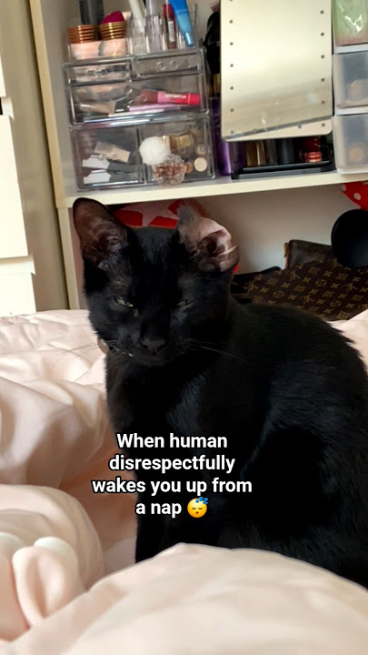 #cats #cuteanimals #kitten #cat #catnap #catshorts #blackcat #blackcats #viralcats #viral #catmemes