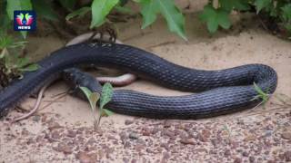 Omg...! indigo snake swallows whole | prey comes out of the alive.
welcome to tfc media news where you can get all national,
international, sport...