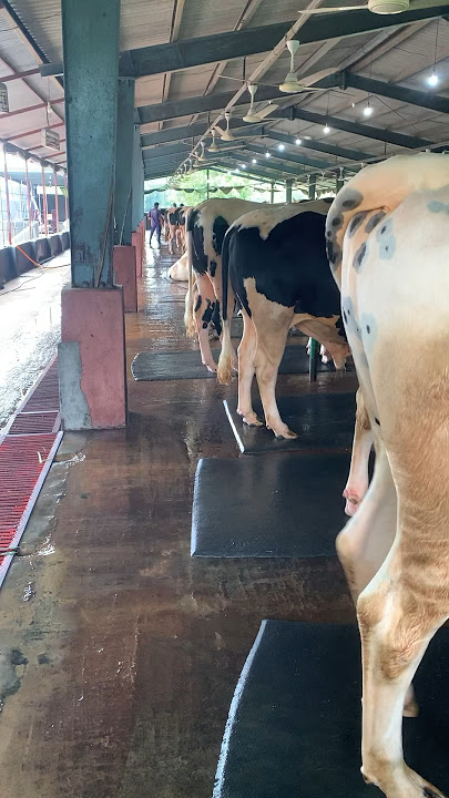 আধুনিক গরুর খামার 🐂🐄🐂🐄# #farmbd #cow #cattlefarm #farming #cattlebd #animals