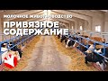 Привязное содержание коров | Голштины | Молочное животноводство