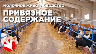 Привязное содержание коров | Голштины | Молочное животноводство