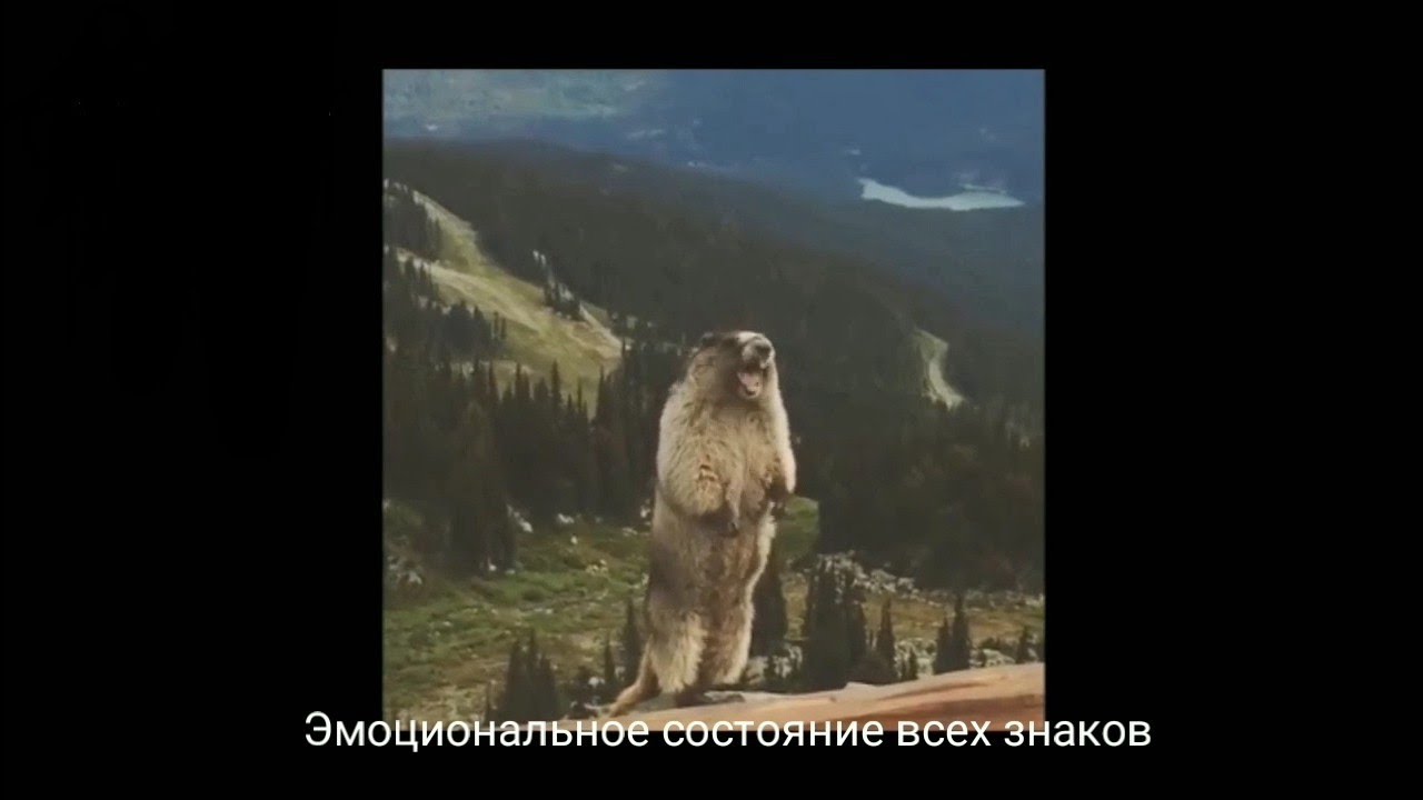 Бобер орет в горах Бобер орет в горах