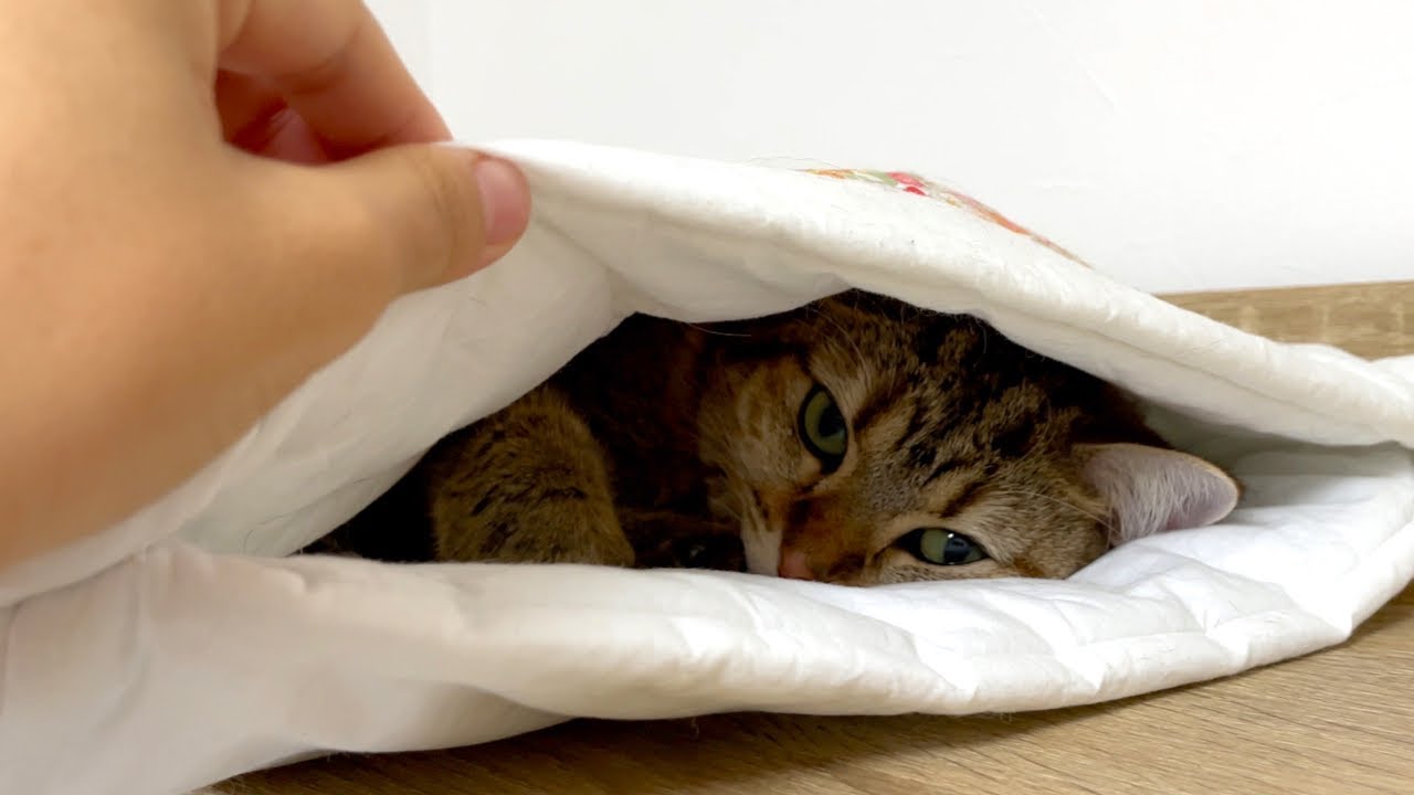 ENG) My cat is so cold she retreated under the cat futon! - YouTube