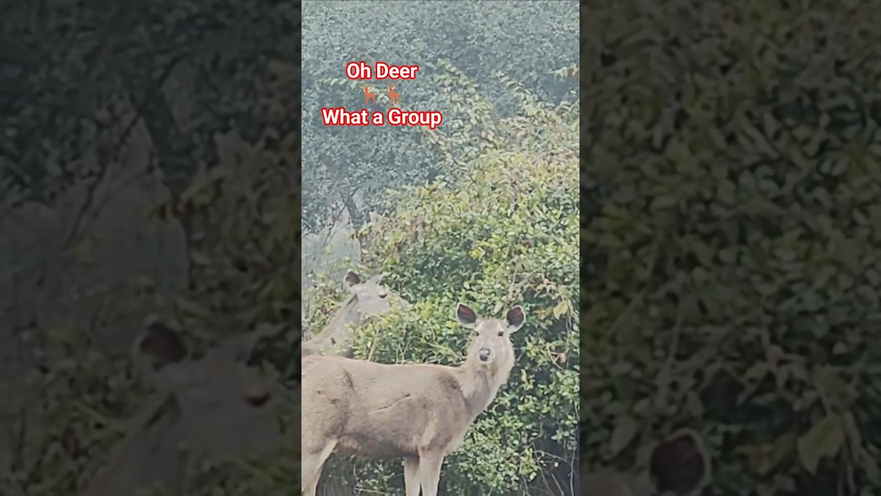 Jungle Safari -3 Deer🦌🦌#deer #jungle #sariska #animal #shorts #youtubeshorts #reels #video