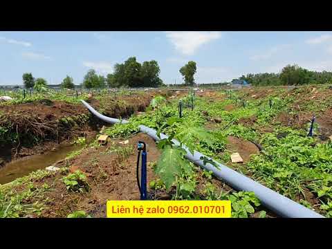 Video Tham qua hệ thống tưới cho cây đu đủ do Asop thi công - youtube