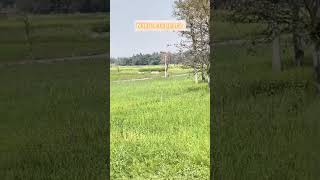 Nature is peace 🕊️ #trendingshorts #viral #videos #motivation