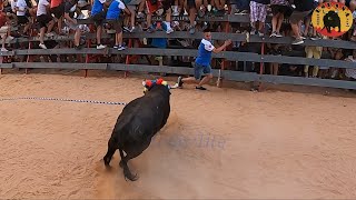 Toro en cuerda de Gestalgar,congreso Teruel 2022
