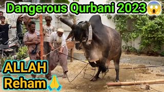 Khatarnak bachre ki Qurbani 2023😱| Bachra khabo se bahar😔 screenshot 3