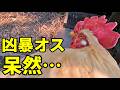 再び…凶暴なオス鶏に厳しい決断を下しました…　390話目