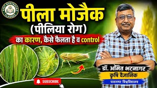 पीला मोजैक (पीलिया रोग) का कारण, कैसे फैलता है व control