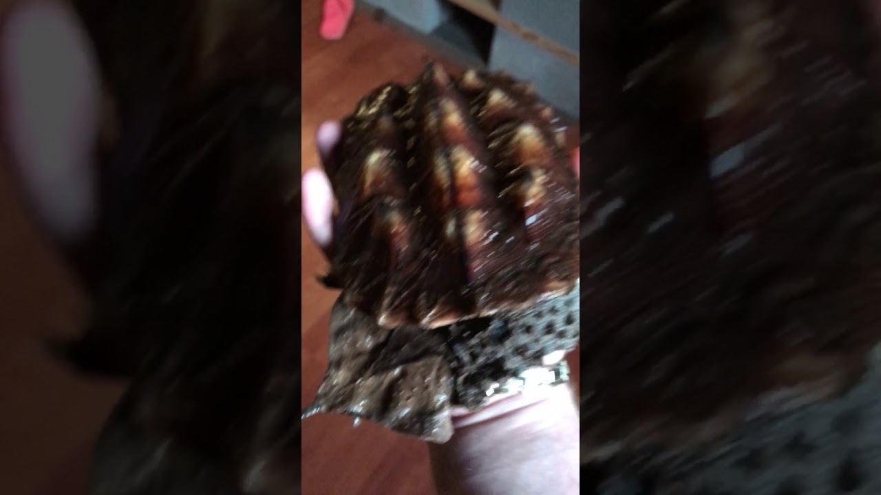 reptiles liste Mata mata Turtle