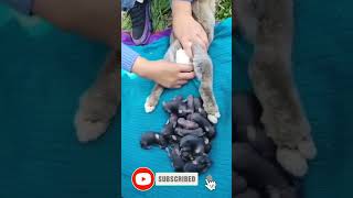 Bunny Giving Birth