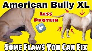 FIX FLAWS| AMERICAN BULLY XL PITBULL