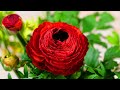 Flowers Blooming Time Lapse With Music 4K Video With Relaxing Piano Music mp3