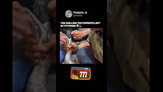 Pythons are powerful constrictors, but they also leave behind something eerie — tooth prints. Unlike