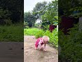 Smart monkey finds poor lost baby monkey #poormonkey #monkeybaby