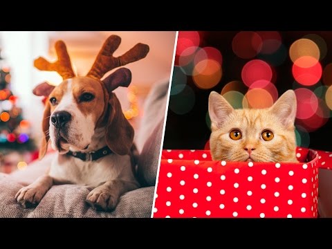 Video: Cat And New Year: Why The Holiday Is Dangerous For Your Pet