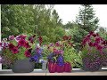 Цветы на моём балконе 2018.Лобелия, петунья, цинерария и др.Часть 2