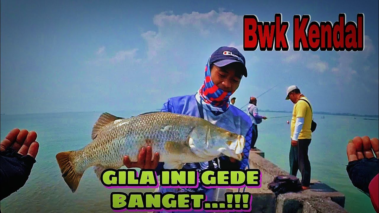 Baramundi Attack!!! || Bwk Kendal Dam Panjang