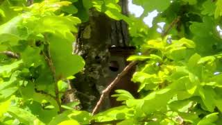 Blue Tit Nest 1 Onebyone Slow Motion