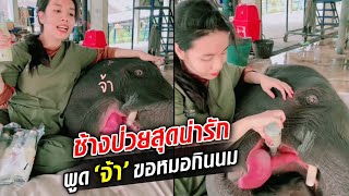 เปิดความน่ารัก “น้องบัว” ช้างป่วยติดเตียง พูด ‘จ้า’ ขอหมอกินนม : Khaosod TV