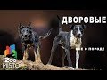 Дворовые - Все о породе собак | Собаки пород дворовые