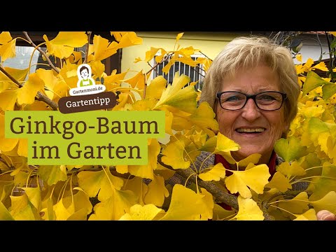 Video: Ginkgo Biloba Vorteile - Tipps für den Anbau von Ginkgobäumen