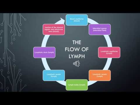 Lymph Flow Chart