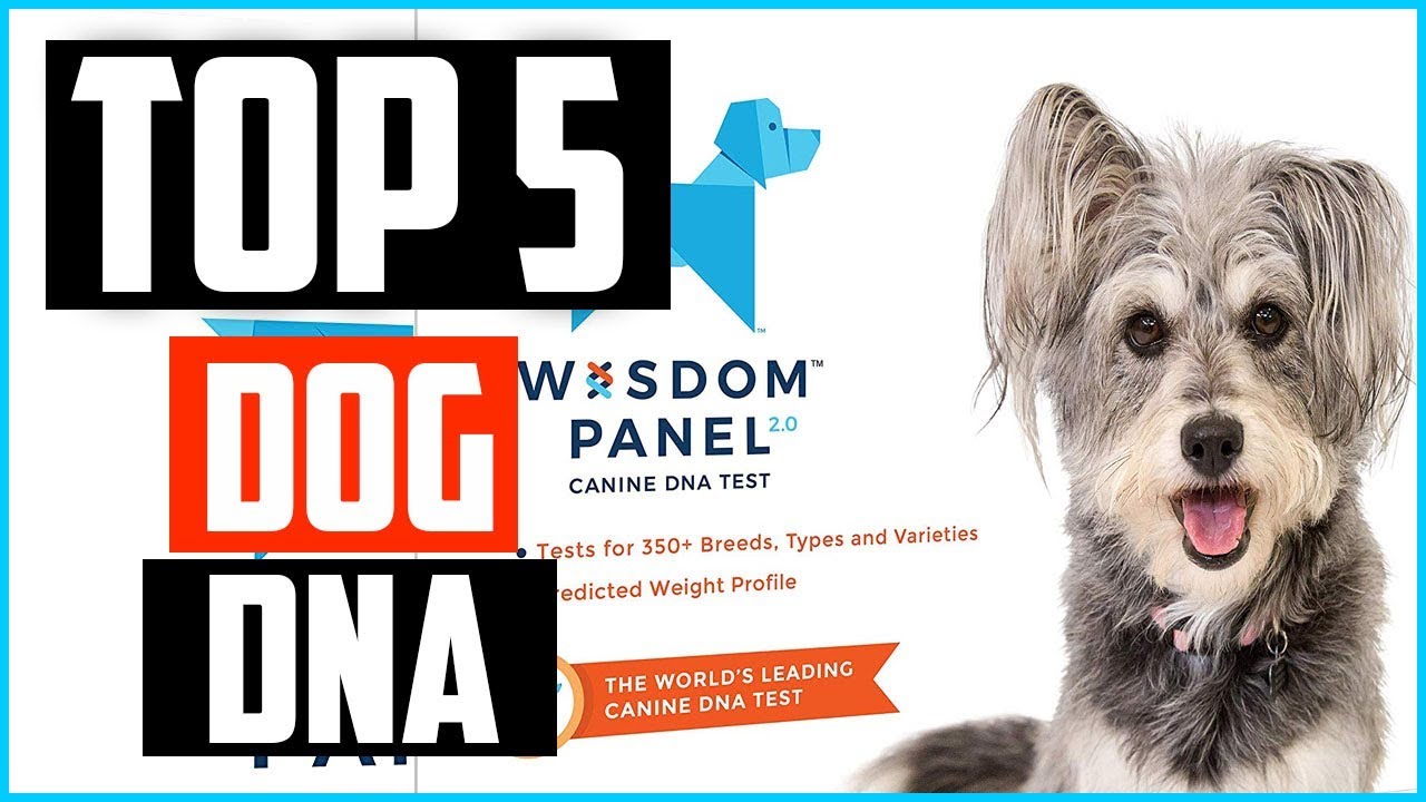Top 5 Best Dog DNA Tests in 2024 YouTube